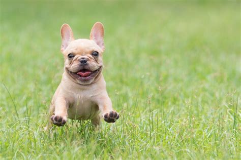 Bulldog Puppy Running