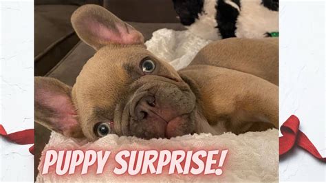Bulldog Puppy Surprise