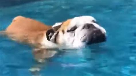 Bulldog Puppy Swimming