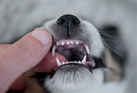 Bulldog Puppy Teeth Fall Out