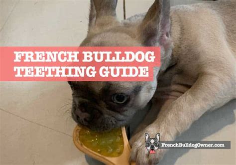 Bulldog Puppy Teething