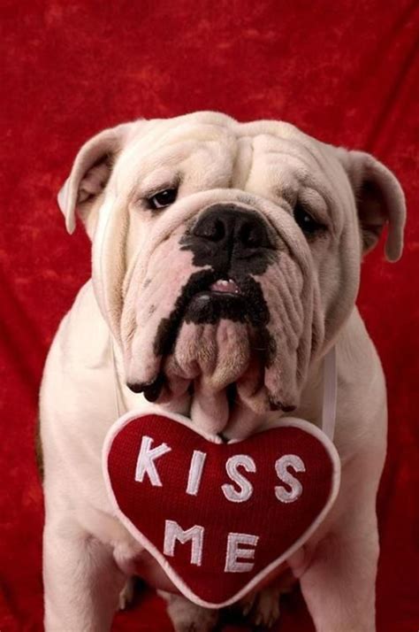 Bulldog Puppy Valentines