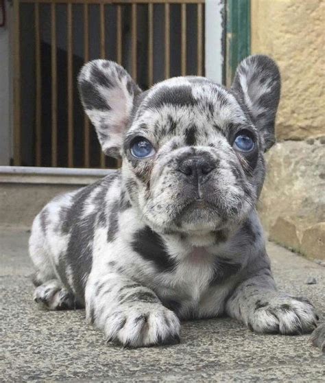 Bulldog Puppy With Blue Eyes