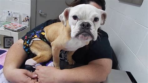 Bulldog Puppy With Spina Bifida