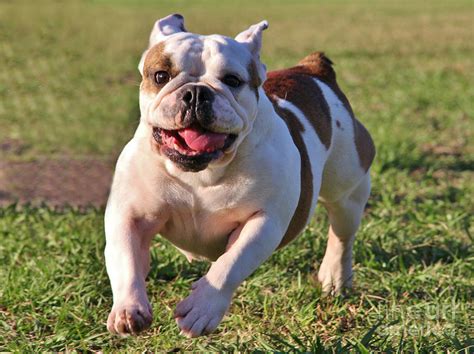Bulldog Running From Puppies