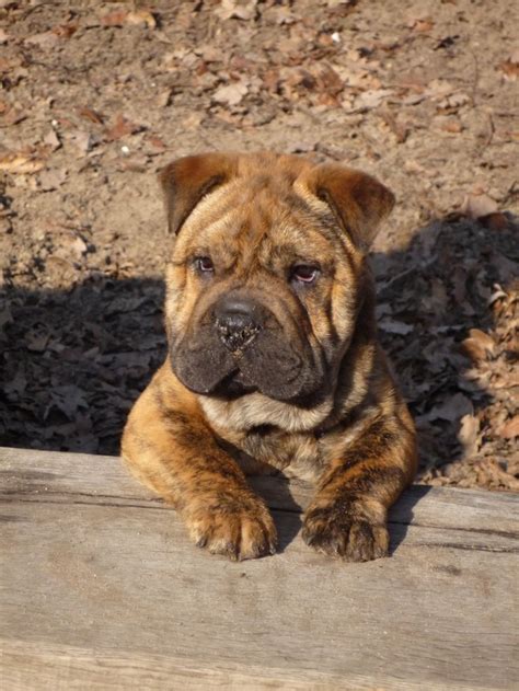 Bulldog X Shar Pei Puppies For Sale