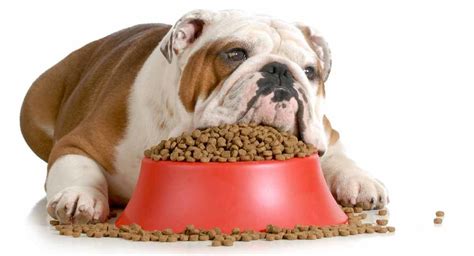 Bulldog food. Crude Fat 16%. Crude Fiber 4%. PetKind Tripe Green Tripe & Wild Salmon kibble is a grain-free formula that is suitable for dogs of breeds, sizes, and life stages. It has all the nutrients required in an American bulldog’s diet. 