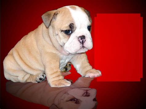 craigslist For Sale "bulldog puppies" in Los Angeles. see also. English bulldog puppies. $950. Lynwood French Bulldog Puppies For Sale. $0. Santa Clarita **American bulldog puppies*** $800. central LA 213/323 American bulldog puppies. $800. central LA 213/323 ...