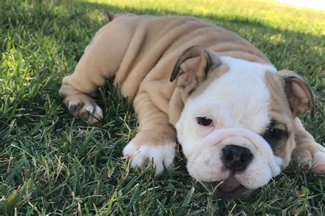 Bulldog puppies for sale in Oregon from trusted breeders