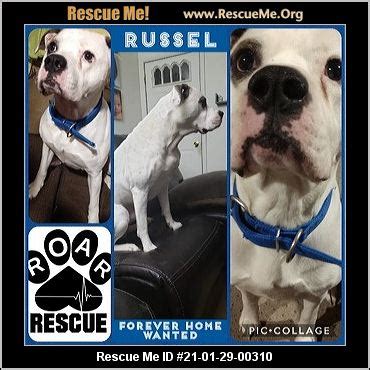 Nov 10, 2016 · Welcome to the “Michigan Bulldog Rescue” page here at Local Dog Rescues! Thanks for stopping by! If you are a first time visitor, then congratulations on your decision to adopt a dog! Your are about to improve (and potentially save!) the life of one lucky pup, as well as to immeasurable improve your own happiness! . 
