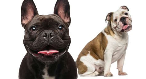 Bulldogs can adapt well to apartment life and even make great companions for novice pet parents