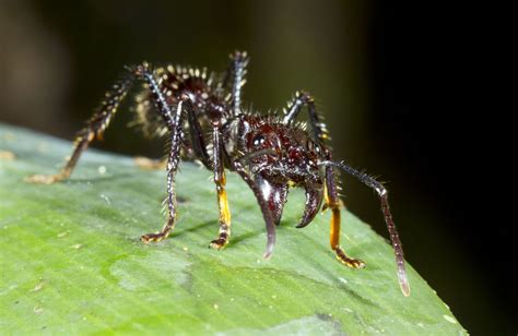 Bullet ant. Things To Know About Bullet ant. 