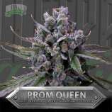 Bulletproof genetics prom queen.  Lineage: Mendo Breath x Prom Queen.  780 Li...