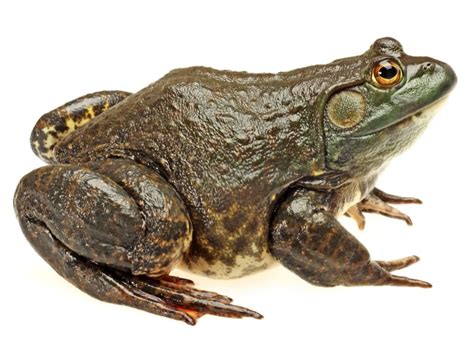 Bullfrog Definition & Meaning - Merriam-Webster