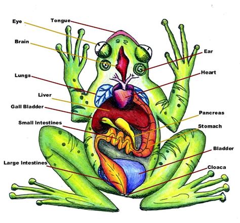 Bullfrog Dissection - Circulatory System - The Biology Corner