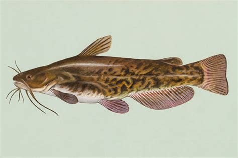 Bullhead catfish for sale. .  <a href=https://mprojekti-aktivnosti.d.nit...