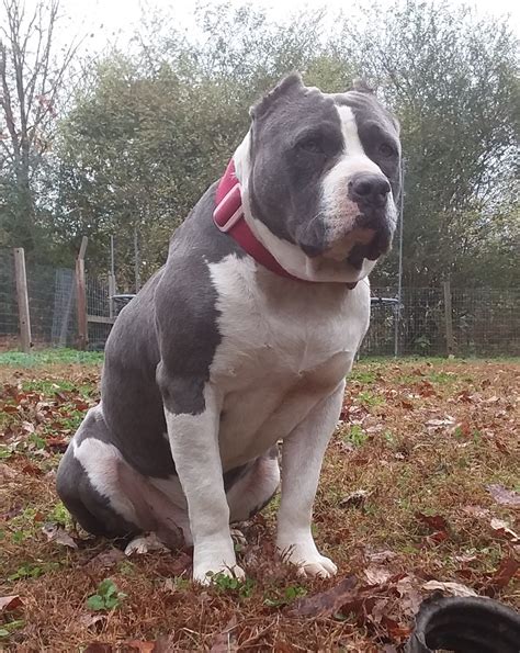 Beautiful XL Bully Puppies. Temperament, health, and structure are what we breed for - but we also have the beautiful colors that makes an all around beautiful XL Bully puppy. Eye catching colors such as lilac tri, blue tri, and champagne tri - our bully puppies are always first pick quality.The quality you would expect from a breeding program that infuses most of the top bloodlines in the ...