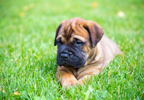 Bullmastiff Puppies For Sale in Vermont - Bullmastiff Breeders …