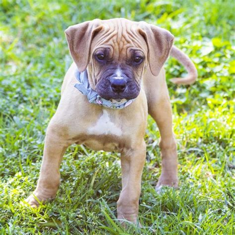 Bullmastiff X Boxer Puppies For Sale