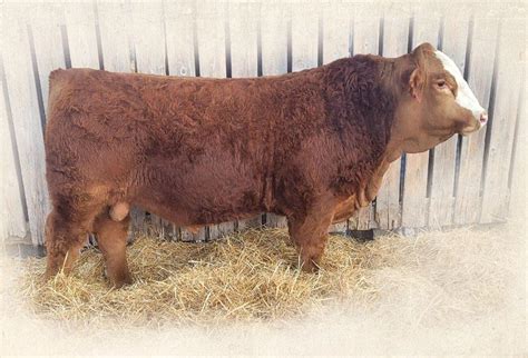 Bullrush Simmental Bull Sale by The Big Picture of …