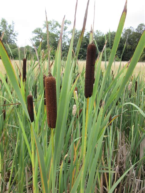 Bullrush plant. What is the difference between Cattail and Bulrush? Cattail as a noun is any of several perennial herbs, of the genus typha, that have long flat leaves, and grow in marshy places while Bulrush as a noun is any of several wetland herbs, of the genus scirpus, having clusters of spikelets; any similar plant, such as papyrus. 