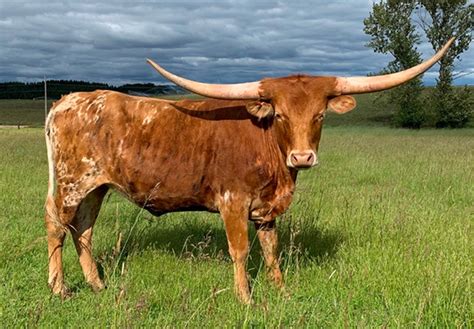 Bulls - M7 Longhorns