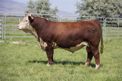 Bull for sale. Quilsa of Aikenshill UK521314-300064 Date of birth: 30 July 2021 Colour: Red. A stocky, well-built bull. Has been grazing on the lowlands of North Wales. Quiet natured. Bit of a character. Halter trained. Selling as unfortunately surplus to the size of the fold. Contact: Anwen Lokier on 07546 933252. Location: Gwynedd. February 2024 . Caer …. 
