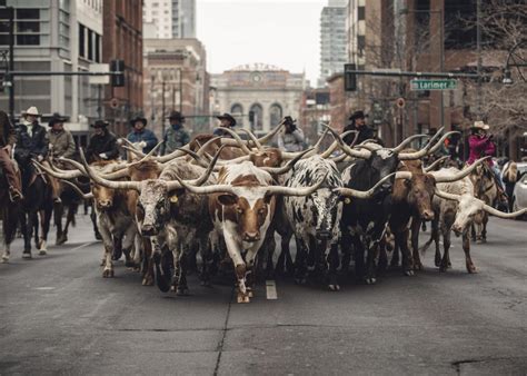 Bulls on parade. Things To Know About Bulls on parade. 