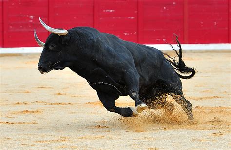 Bulls run. 4 signs Bitcoin is starting its next bull run. Here are four factors supporting the argument for an upcoming Bitcoin bull run as BTC price breaks above $35,000, an 18-month high. 31036 Total views ... 