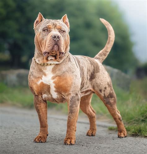 Bully Onlyfans Leak