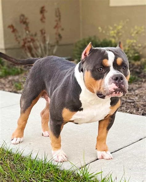 Bully Tri Color