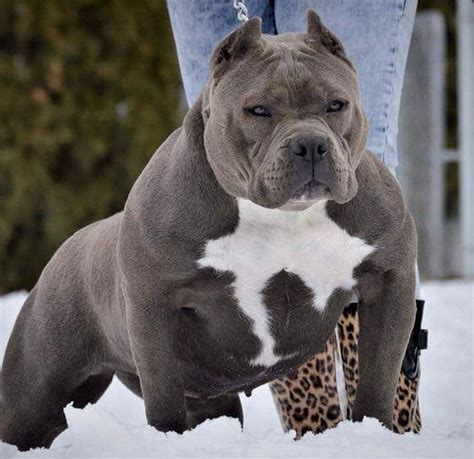 It says the blue nose Pitbull is a medium sized dog with a very strong build and visible muscle definition. A full grown male can stand between 18 and 21 inches and weigh 35 to 60 pounds. Females stand between 17 and 20 inches and weigh 30 to 50 pounds. Particularly large blue nose Pitbulls can weigh up to 70 pounds.. 
