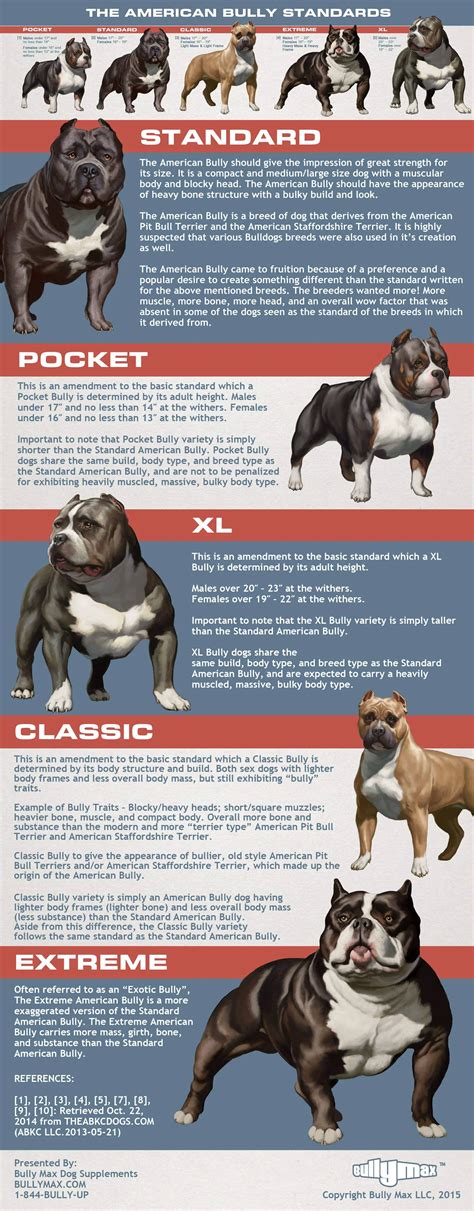 Despite its powerful appearance, their demeanor is gentle and friendly. This breed makes an excellent family dog. The ideal American Bully possesses the athleticism to do well in performance events. Aggressive behavior towards humans is uncharacteristic of the breed, and highly undesirable. Disqualifications: Viciousness or extreme shyness. . 
