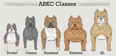 The three most common American Bully breeding mistakes w