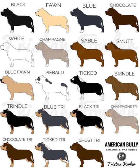 Jul 22, 2022 · American Bully Color Chart; Color Appearance; Black: A black American Bully is fully black, while a fawn one has a brown-yellow coat. Many black Bullies come with some kind of white patches on either their face, paws or chest. White: An entirely white coat, that often comes with a few patches of black. . 