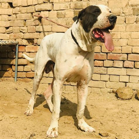 Bully kutta. Feb 20, 2018 · Pakistani mastiff or Bully Kutta puppies between 8 to 12 weeks need 3-4 meals per day. Bully Kutta pups 3 to 6 months old should be fed 3 meals in a day. Feed pups six months to one-year-old 2 bowls of food per day. High-quality dry dog feed with balanced nutrients is ideal for full-grown Bully Kuttas. 