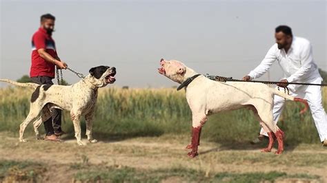 Bully Kutta is a large, muscular and aggressive dog breed from India and Pakistan. It has a scissors bite and a short coat of black, white or fawn. Learn about its origin, personality, health, training and price from this web page.. 
