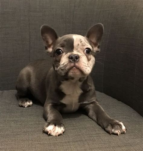 The French Bulldog English Bulldog mix, also known as the