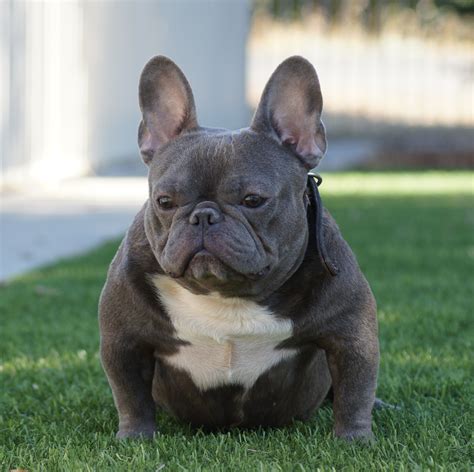 In a December 2018 post, Urso called them Shorty bullies, which is a miniature American bully variation. For "stylization" reasons, Shorties often have cropped ears , not Frenchie bat ears. 1 "Shorty bulls were created by mixing 5 different types of bull dog breed, some of which were the French Bulldogs and the American Pit Bull Terrier.. 