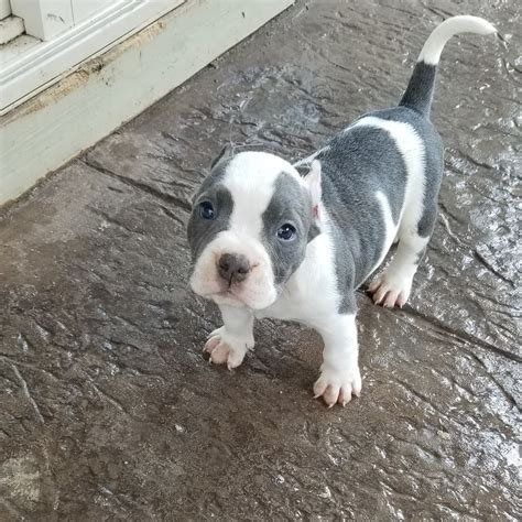 Bully nc. Venomline South is located in Sparta, North Carolina EXTREME BUILD POCKET BULLY PUPPIES Venomline is known for producing some of the thickest dogs in the world, … 