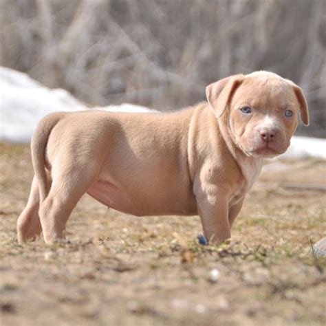 Bully pit puppies. Things To Know About Bully pit puppies. 
