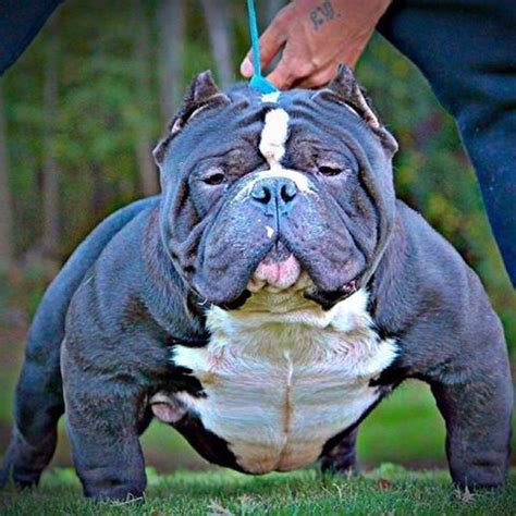 The best American Bully pedigree database and marketplace! Bullydex.com is the ultimate destination for American Bully enthusiasts, breeders, and kennel owners. Our website provides a comprehensive database of pedigrees, which is regularly updated with the latest breeding information. We also offer a marketplace for buying and selling American .... 