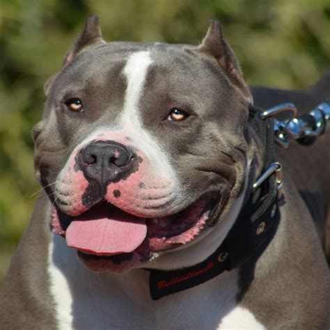 Bullypit price. Bullypit's origin, price, personality, life span, health, grooming, shedding, hypoallergenic, weight, size & more Bullypit information & dog breed facts. 