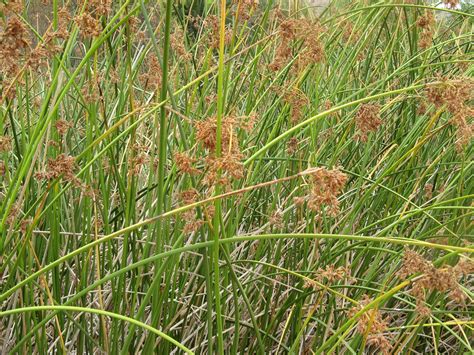Bulrush is a vernacular name for several large wetland grass-like plants • Sedge family (Cyperaceae): • Typhaceae: . 