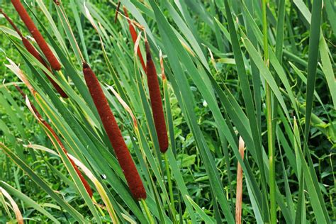 Bulrushes. A bulrush is a very tall plant that grows in wetlands. Another name for a bulrush is a cattail. 