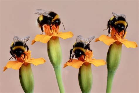 💦 Bumble Bee Leaks (SEX)