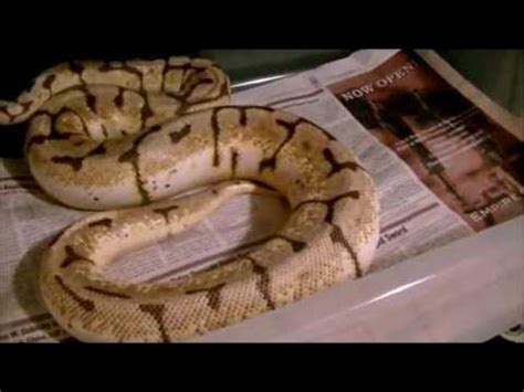 Bumble Bee Ball Python Ovulation YouTube