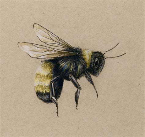 Bumble bee drawing. For one thing, don't cover your face as you run away—you need to see where you're going. Bees want to be left alone, and in return, they typically leave us alone. Even when you see... 