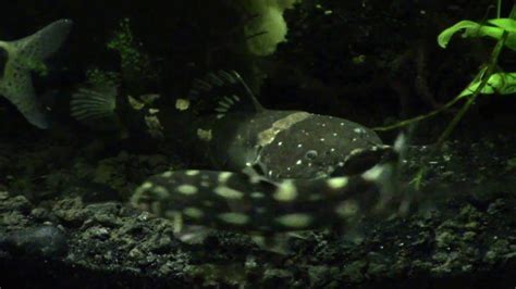 Bumblebee Jelly Cat with Red Tail Loach (Blue Loach)