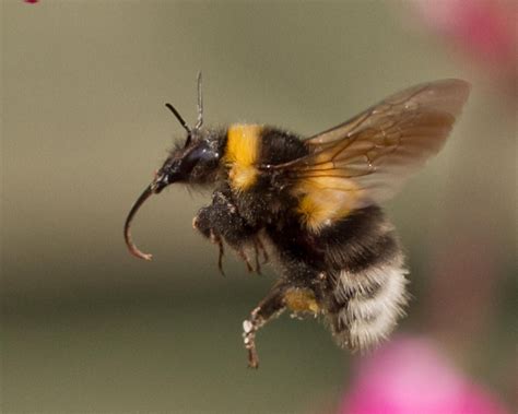 Bumblebee flight. Things To Know About Bumblebee flight. 